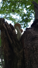 Pleurotus levis
