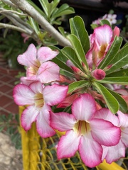 Adenium