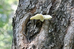 Pleurotus