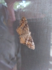 Hypagyrtis