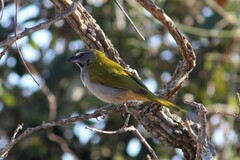 Saltator maximus