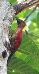 Checker-Throated Woodpecker photo 2