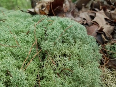 Cladonia subtenuis