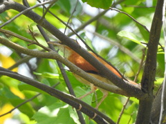Furnarius leucopus
