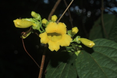Bignoniaceae