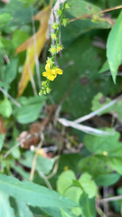 Agrimonia gryposepala