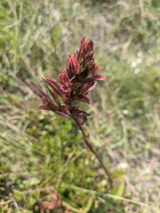 Castilleja rhexiifolia