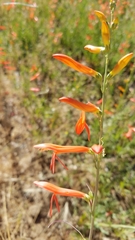 Penstemon labrosus