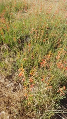 Penstemon labrosus