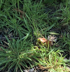 Thamnophis ordinoides