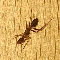 Camponotus