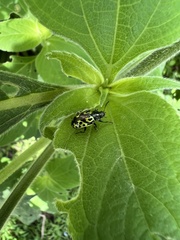 Zygogramma signatipennis