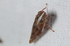 Aphrophora saratogensis