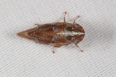 Aphrophora saratogensis