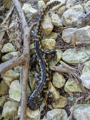 Ambystoma tigrinum