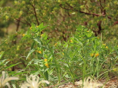 Lithospermum californicum