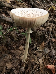 Macrolepiota