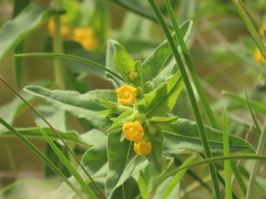 Lithospermum californicum