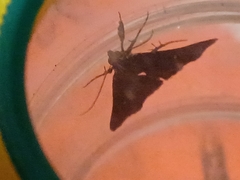 Tetanolita mynesalis