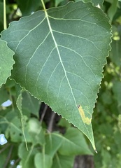 Stigmella salicis