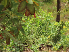 Lithospermum californicum