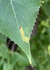 Stigmella salicis