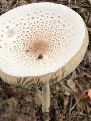 Macrolepiota