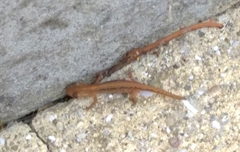 Lissotriton schmidtleri