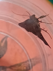 Tetanolita mynesalis