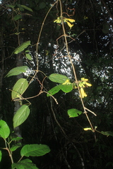 Bignoniaceae