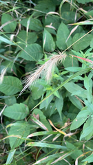 Elymus villosus