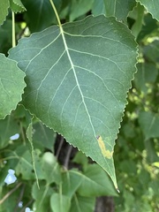 Stigmella salicis
