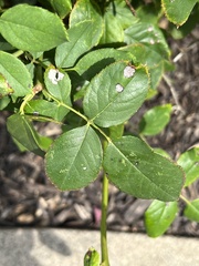 Diplocarpon rosae