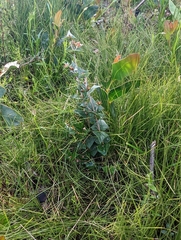 Platylobium obtusangulum