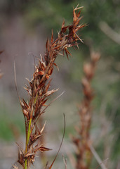 Schoenus grandiflorus