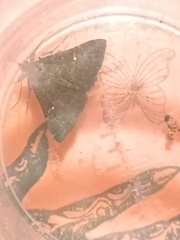 Tetanolita mynesalis