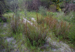 Schoenus grandiflorus