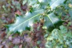Ilex aquifolium