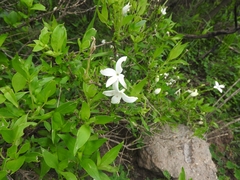 Bouvardia longiflora