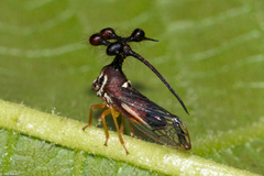 Bocydium globulare
