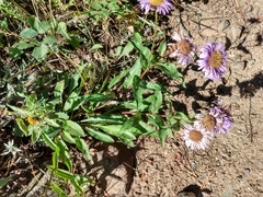 Erigeron speciosus