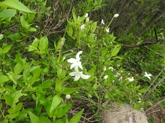 Bouvardia longiflora