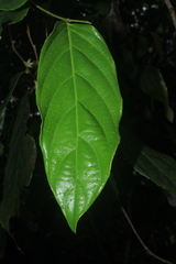 Piparea dentata