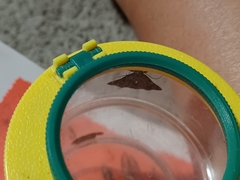 Tetanolita mynesalis