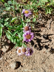 Erigeron speciosus