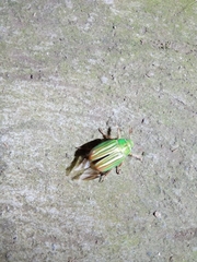 Chrysina adelaida