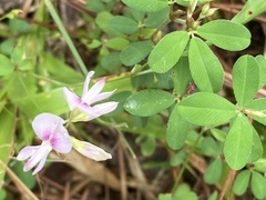 Lespedeza repens
