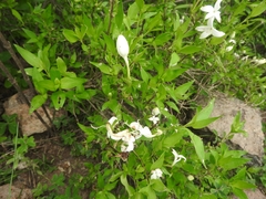 Bouvardia longiflora