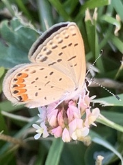 Icaricia acmon