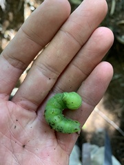 Paonias excaecata